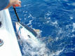 Tuna