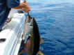 Tuna