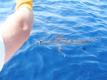 White Marlin