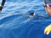 White Marlin