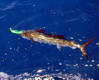 sailfish