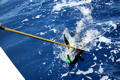 sailfish