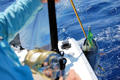 sailfish
