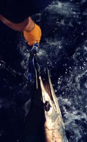 Rigging a Marlin